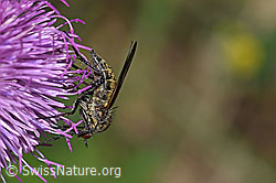 Foto: Gewürfelte Tanzfliege (Empis tesselata) auf Gewöhnlicher Berg-Distel (Carduus defloratus ssp. defloratus)