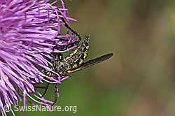 Foto: Gewürfelte Tanzfliege (Empis tesselata) auf Gewöhnlicher Berg-Distel (Carduus defloratus ssp. defloratus)