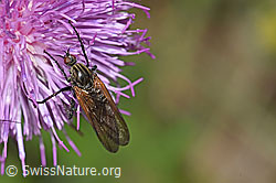 Gewürfelte Tanzfliege (Empis tesselata) auf Gewöhnlicher Berg-Distel (Carduus defloratus ssp. defloratus) (26.06.2021, F184357)