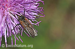 Foto: Gewürfelte Tanzfliege (Empis tesselata) auf Gewöhnlicher Berg-Distel (Carduus defloratus ssp. defloratus)