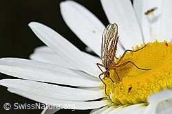 Empis digramma (Tanzfliege) auf Gewöhnlicher Wiesen-Margerite (Leucanthemum vulgare) (26.06.2021, F184361)