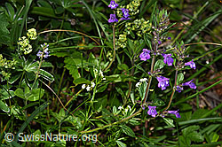 Foto: Feld-Steinquendel (Acinos arvensis)