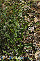Gelber Fingerhut (Digitalis lutea) (26.06.2021, F184377)