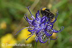 Foto: Distelhummel (Bombus soroeensis) auf Rundköpfiger Rapunzel (Phyteuma orbiculare)