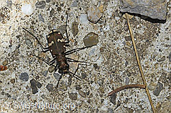 Berg-Sandlaufkäfer (Cicindela sylvicola) (26.06.2021, F184395)