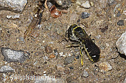 Foto: Hahnenfuss-Scherenbiene (Chelostoma florisomne)