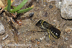 Foto: Hahnenfuss-Scherenbiene (Chelostoma florisomne)