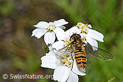 Hainschwebfliege (Episyrphus balteatus) auf Moschus-Schafgarbe (Achillea erba-rotta) (F186165) Hainschwebfliege (Episyrphus balteatus) auf Moschus-Schafgarbe (Achillea erba-rotta) (F186165)