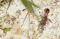 Grosse Knotenameise (Manica rubida) (07.2021, F186210)