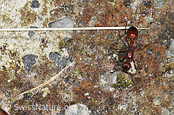 Foto: Grosse Knotenameise (Manica rubida)