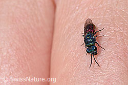 Foto: Chrysis mediata (Goldwespe)