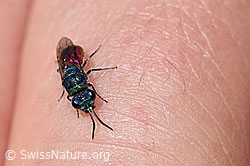Foto: Chrysis mediata (Goldwespe)