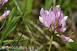 Alpenklee (Trifolium alpinum) (F186226) Alpenklee (Trifolium alpinum) (F186226)