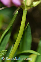 Alpenklee (Trifolium alpinum) (F186227) Alpenklee (Trifolium alpinum) (F186227)