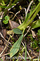 Alpenklee (Trifolium alpinum) (F186228) Alpenklee (Trifolium alpinum) (F186228)
