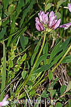 Alpenklee (Trifolium alpinum) (F186229) Alpenklee (Trifolium alpinum) (F186229)