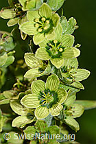 Weisser Germer (Veratrum album ssp. lobelianum) (F186230) Weisser Germer (Veratrum album ssp. lobelianum) (F186230)