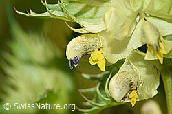 Foto: Schmalblättriger Klappertopf (Rhinanthus glacialis)