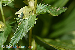 Foto: Schmalblättriger Klappertopf (Rhinanthus glacialis)