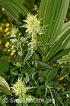 Foto: Schmalblättriger Klappertopf (Rhinanthus glacialis)
