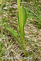 Foto: Weisszunge (Pseudorchis albida)
