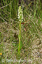 Foto: Weisszunge (Pseudorchis albida)
