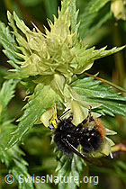Bergwald-Hummel (Bombus wurflenii) an Schmalblättrigem Klappertopf (Rhinanthus glacialis) (F186295) Bergwald-Hummel (Bombus wurflenii) an Schmalblättrigem Klappertopf (Rhinanthus glacialis) (F186295)