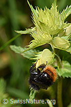 Bergwald-Hummel (Bombus wurflenii) an Schmalblättrigem Klappertopf (Rhinanthus glacialis) (F186298) Bergwald-Hummel (Bombus wurflenii) an Schmalblättrigem Klappertopf (Rhinanthus glacialis) (F186298)