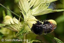 Bergwald-Hummel (Bombus wurflenii) an Schmalblättrigem Klappertopf (Rhinanthus glacialis) (F186300) Bergwald-Hummel (Bombus wurflenii) an Schmalblättrigem Klappertopf (Rhinanthus glacialis) (F186300)