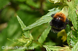Bergwald-Hummel (Bombus wurflenii) an Schmalblättrigem Klappertopf (Rhinanthus glacialis) (F186301) Bergwald-Hummel (Bombus wurflenii) an Schmalblättrigem Klappertopf (Rhinanthus glacialis) (F186301)