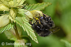 Bergwald-Hummel (Bombus wurflenii) an Schmalblättrigem Klappertopf (Rhinanthus glacialis) (F186305) Bergwald-Hummel (Bombus wurflenii) an Schmalblättrigem Klappertopf (Rhinanthus glacialis) (F186305)