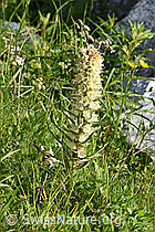Foto: Straussblütige Glockenblume (Campanula thyrsoides)