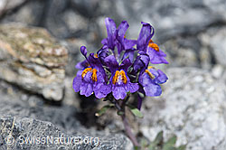 Alpen-Leinkraut (Linaria alpina) (F186521) Alpen-Leinkraut (Linaria alpina) (F186521)