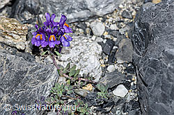 Alpen-Leinkraut (Linaria alpina) (F186523) Alpen-Leinkraut (Linaria alpina) (F186523)