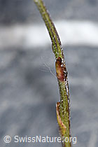 Huflattich (Tussilago farfara) (F186525) Huflattich (Tussilago farfara) (F186525)
