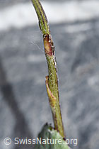 Huflattich (Tussilago farfara) (F186526) Huflattich (Tussilago farfara) (F186526)