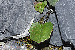 Huflattich (Tussilago farfara) (F186527) Huflattich (Tussilago farfara) (F186527)