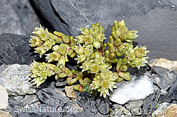 Dunkler Mauerpfeffer (Sedum atratum) (F186532)