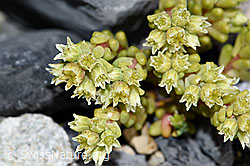 Dunkler Mauerpfeffer (Sedum atratum) (F186533)
