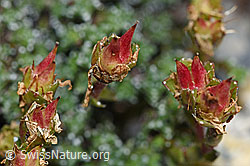Gegenblättriger Steinbrech (Saxifraga oppositifolia) (F186542) Gegenblättriger Steinbrech (Saxifraga oppositifolia) (F186542)