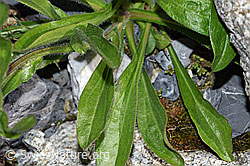 Alpen-Berufkraut (Erigeron alpinus) (F186550)