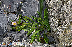 Alpen-Berufkraut (Erigeron alpinus) (F186554)