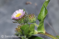 Alpen-Berufkraut (Erigeron alpinus) (F186555)