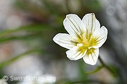 Faltenlilie (Lloydia serotina) (F186769)