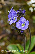 Blattloser Ehrenpreis (Veronica aphylla) (F186804)
