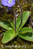 Blattloser Ehrenpreis (Veronica aphylla) (F186806)