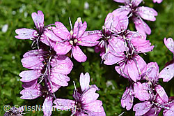Kiesel-Polsternelke (Silene exscapa) (F188839)
