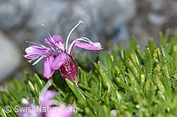 Kiesel-Polsternelke (Silene exscapa) (F188842)