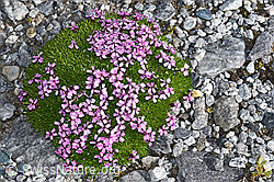 Kiesel-Polsternelke (Silene exscapa) (F188843)