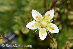 Moosartiger Steinbrech (Saxifraga bryoides) (F188845)